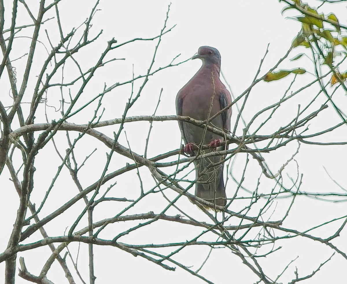 Pale-vented Pigeon - ML645036453