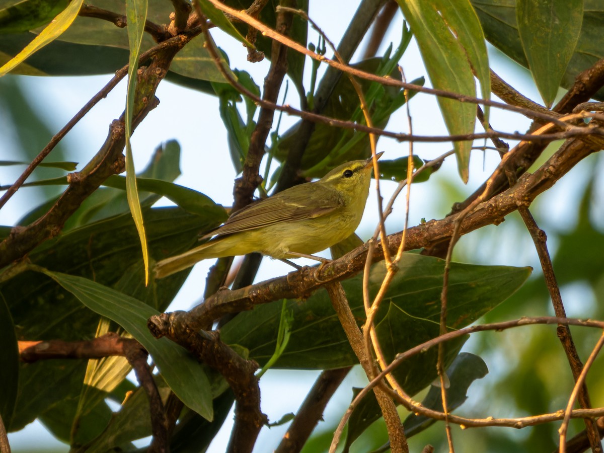 budníček žlutavý - ML645036464
