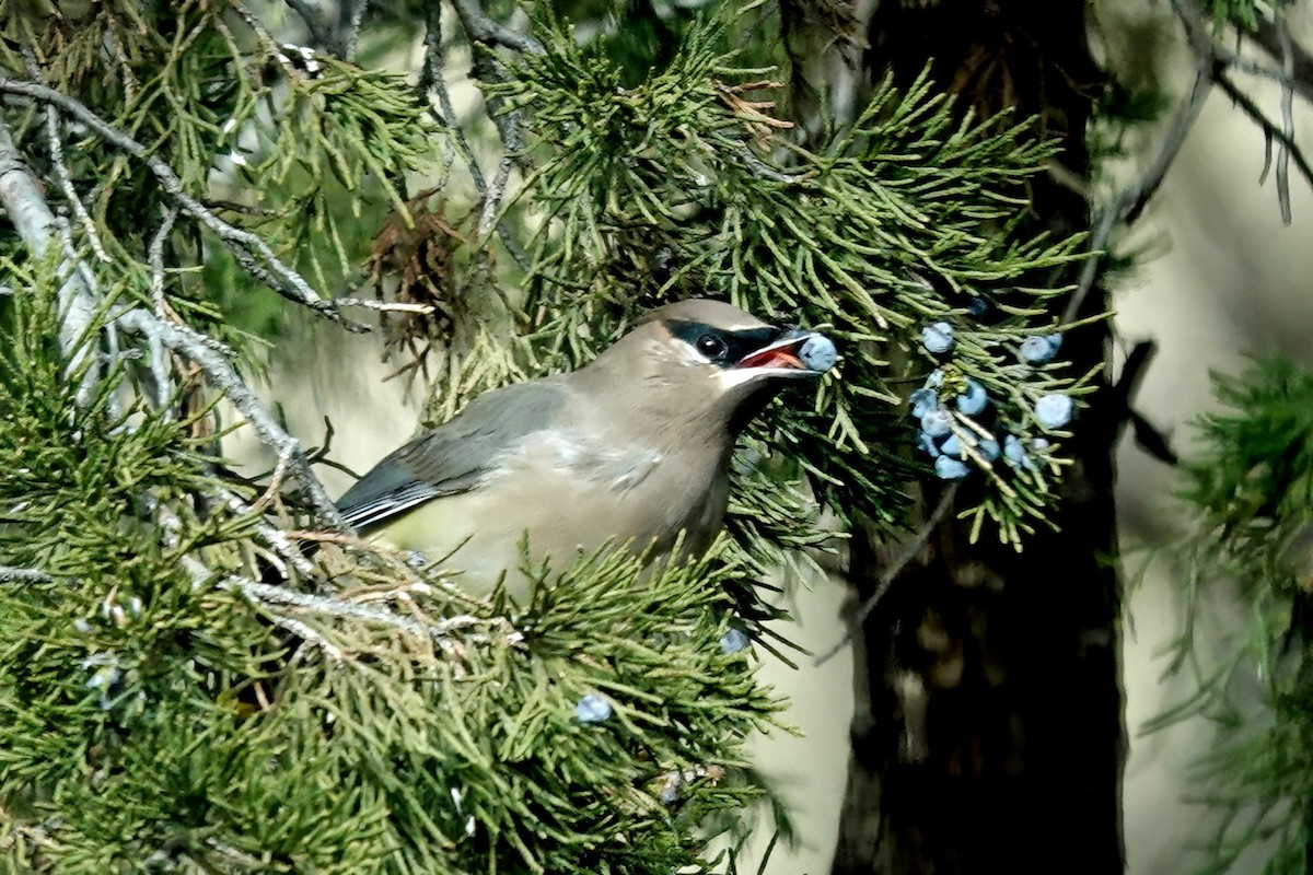 Sedir İpekkuyruğu - ML645036475