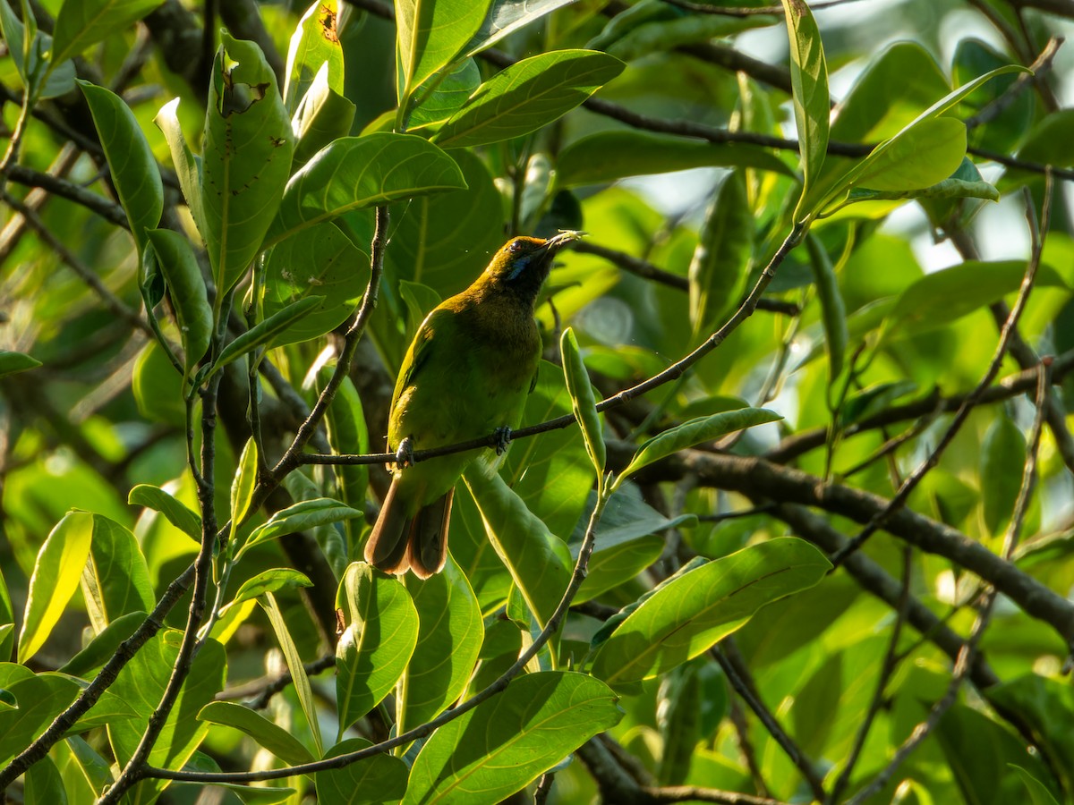 gyllenpannebladfugl - ML645036477