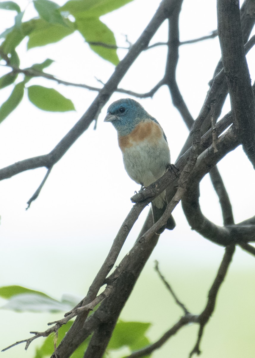 Lazuli Bunting - ML645036498
