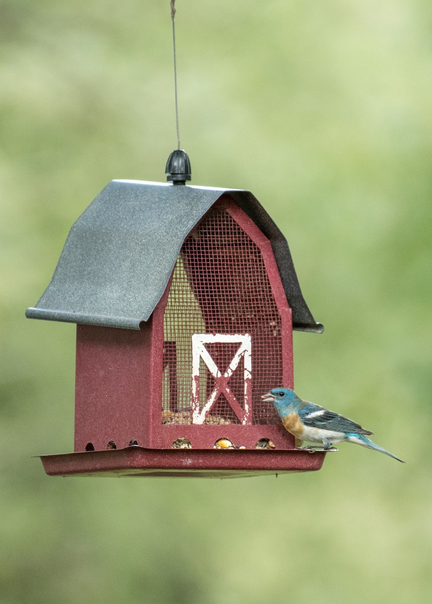 Lazuli Bunting - ML645036499