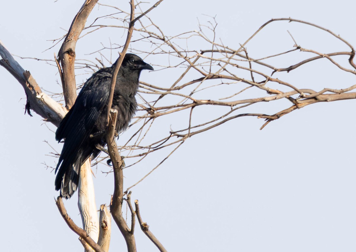 Южноавстралийский ворон - ML645036519