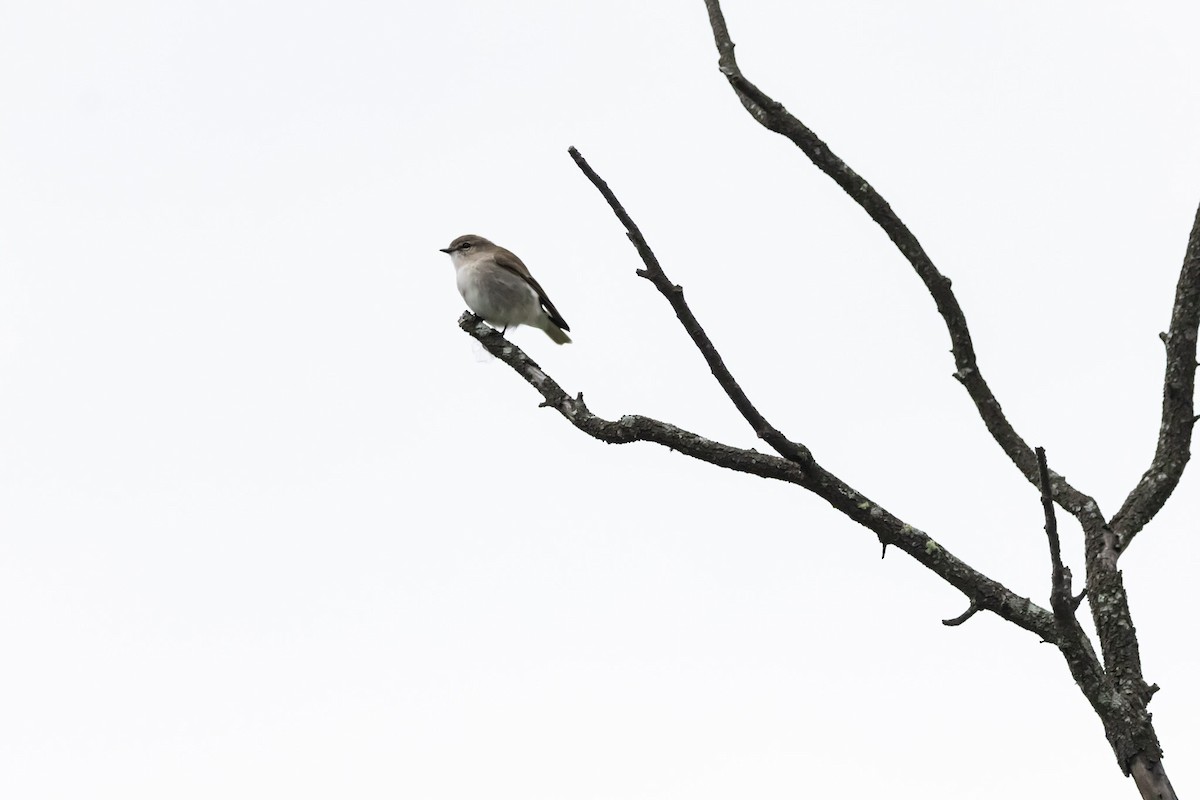 オジロオリーブヒタキ - ML645036521