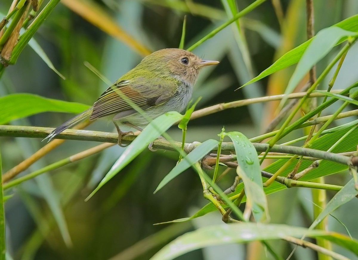 Вилохвостый тоди-тиранн - ML645036523