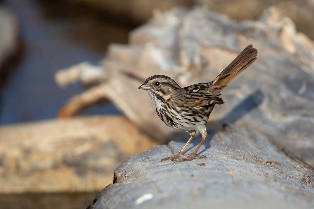 Song Sparrow (heermanni Group) - ML645036524