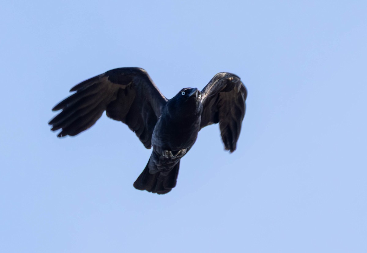 Южноавстралийский ворон - ML645036534