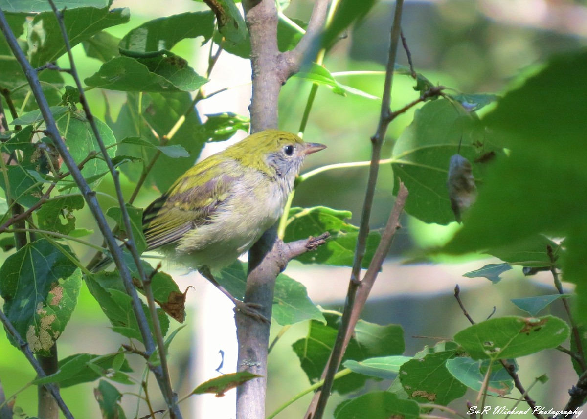 ワキチャアメリカムシクイ - ML645036547