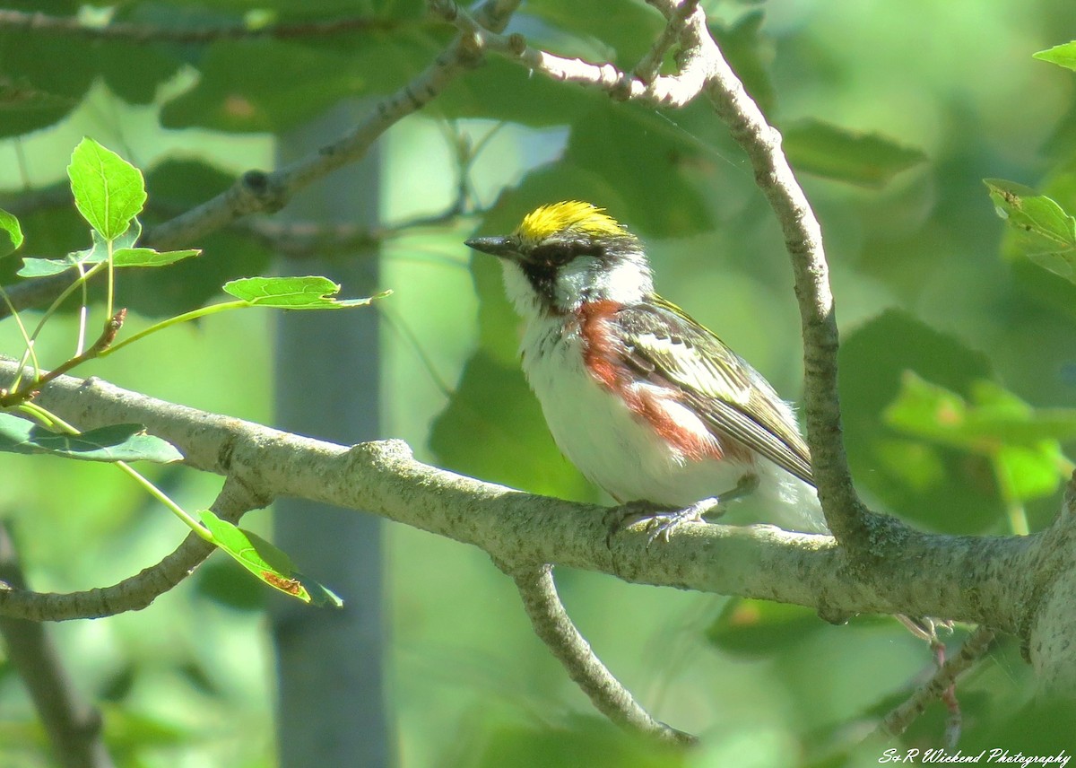 ワキチャアメリカムシクイ - ML645036551