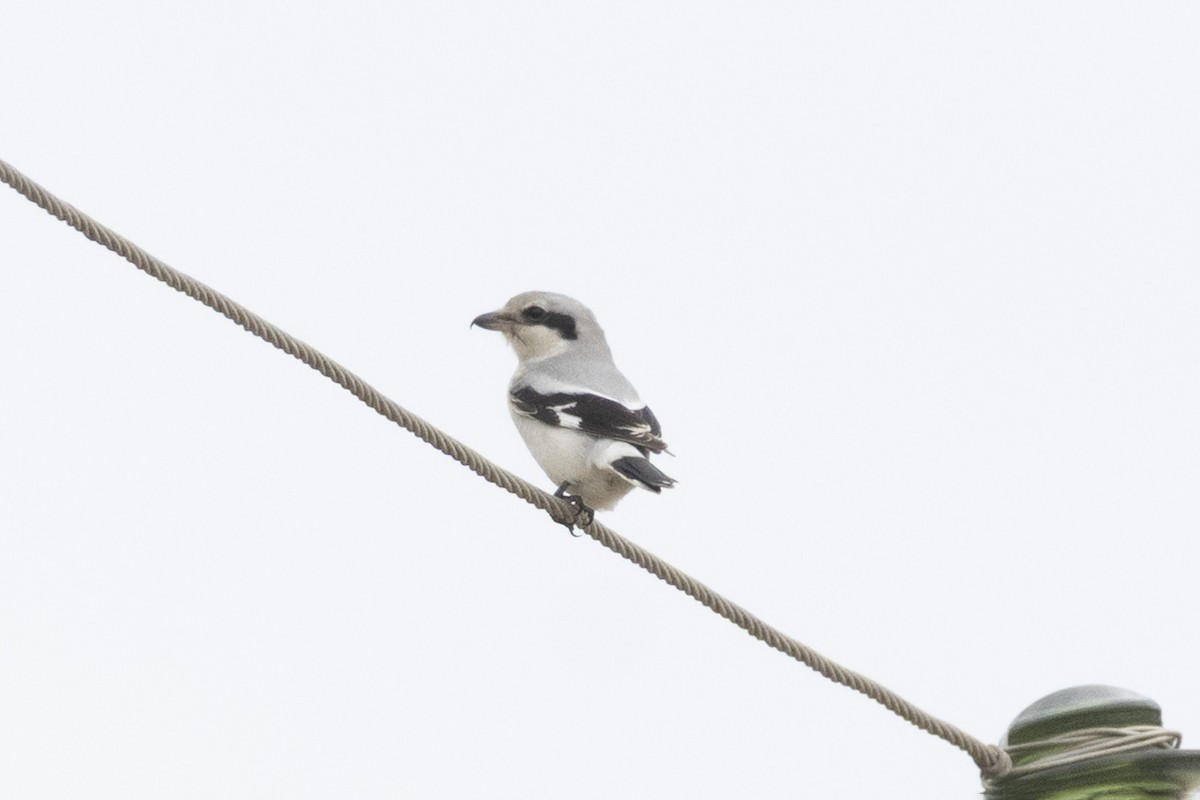 Great Gray Shrike - ML645036552