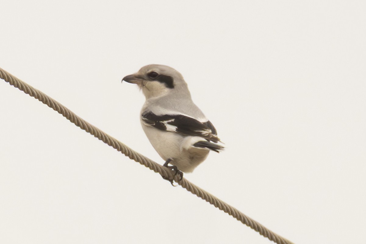 Great Gray Shrike - ML645036553