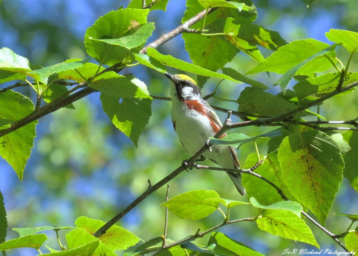 ワキチャアメリカムシクイ - ML645036557