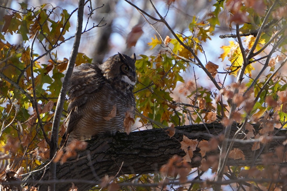 Great Horned Owl - ML645036558