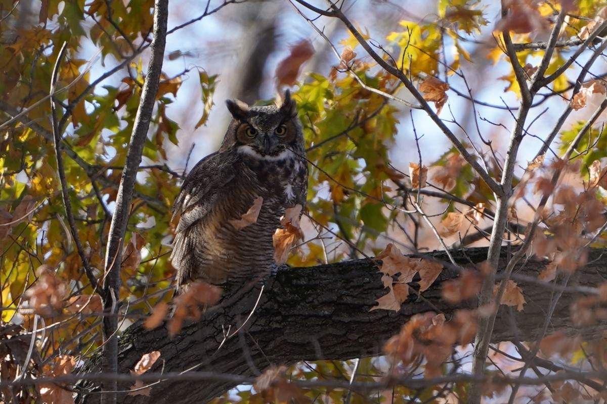 Great Horned Owl - ML645036559