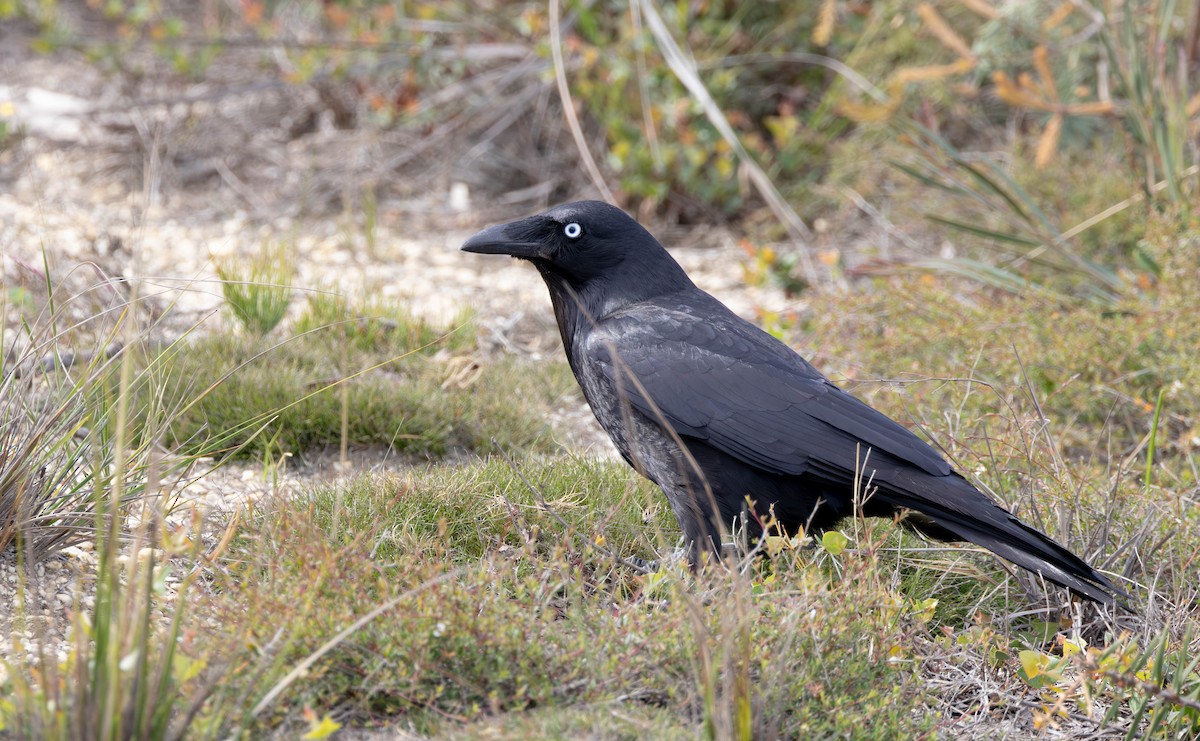 Южноавстралийский ворон - ML645036575