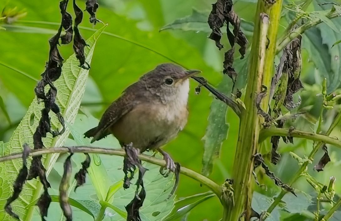 Southern House Wren - ML645036576