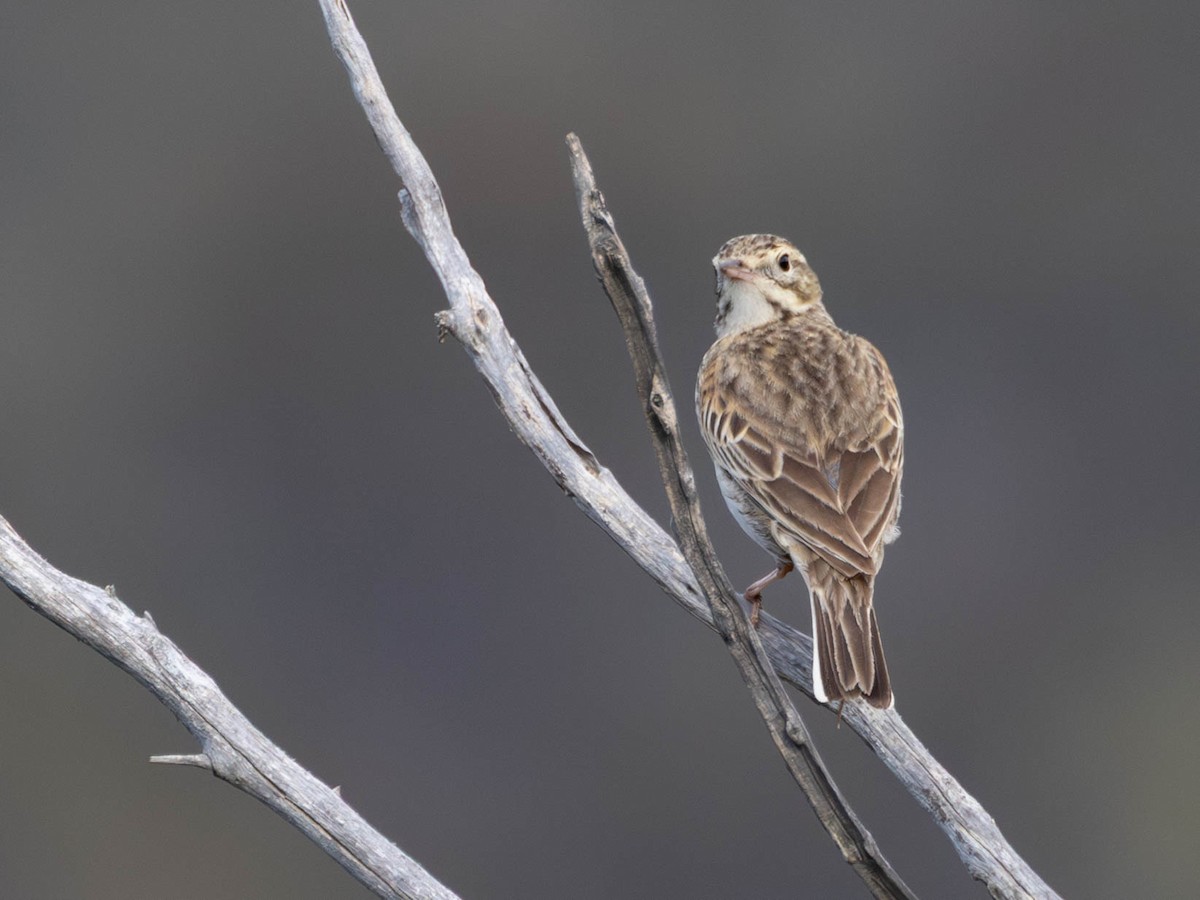 Australian Pipit - ML645036579