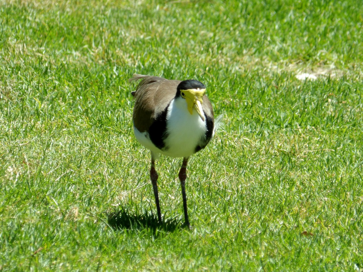 čejka australská - ML645036599