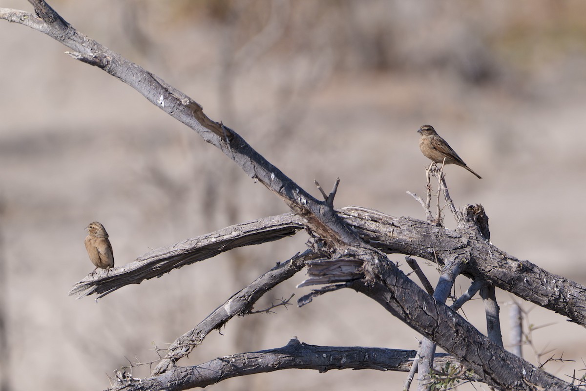 nomadespurv - ML645036624