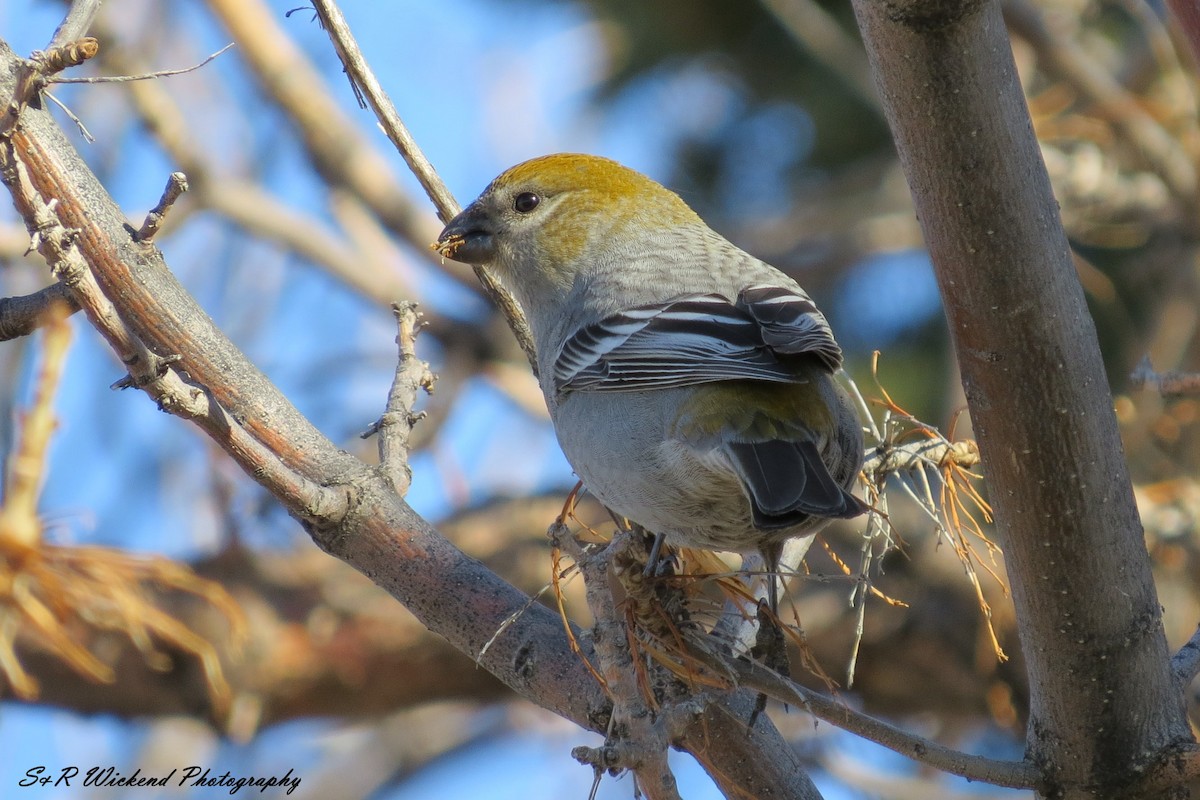 Pinu-gailupa - ML645036629