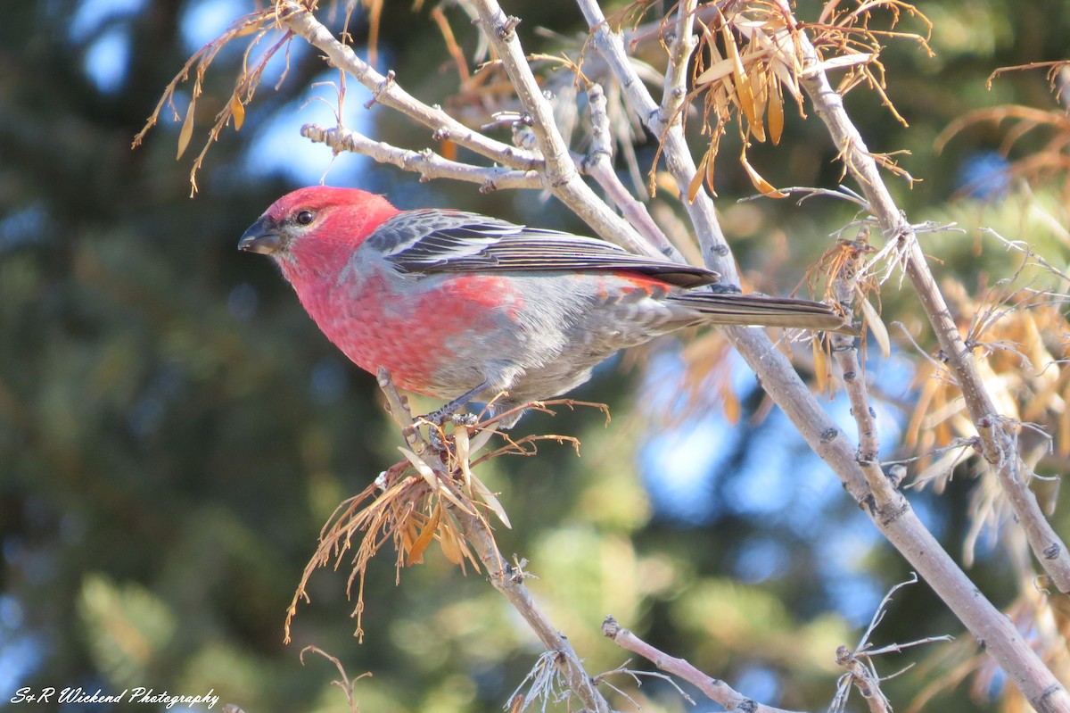 Pinu-gailupa - ML645036634