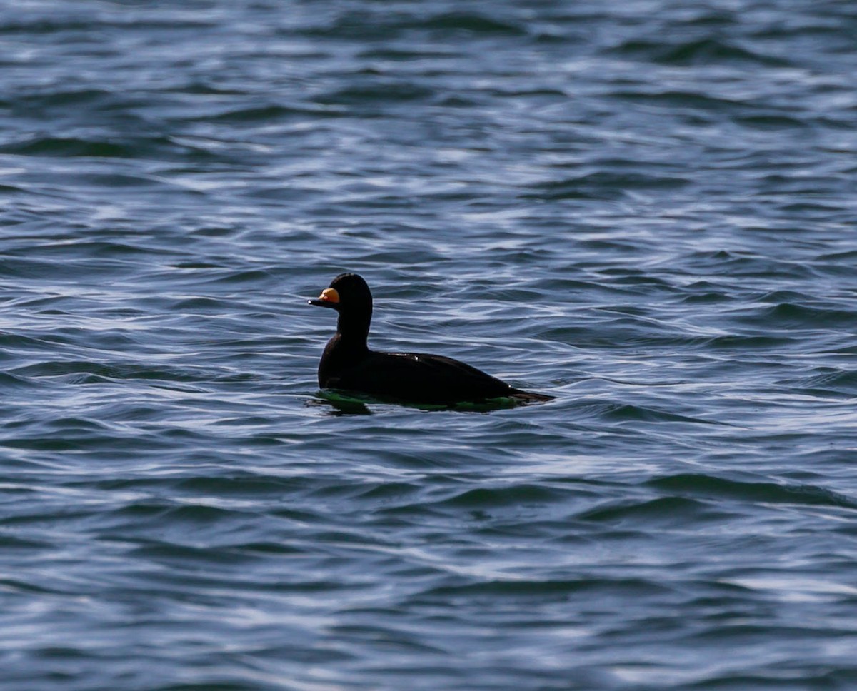 Black Scoter - ML645036635
