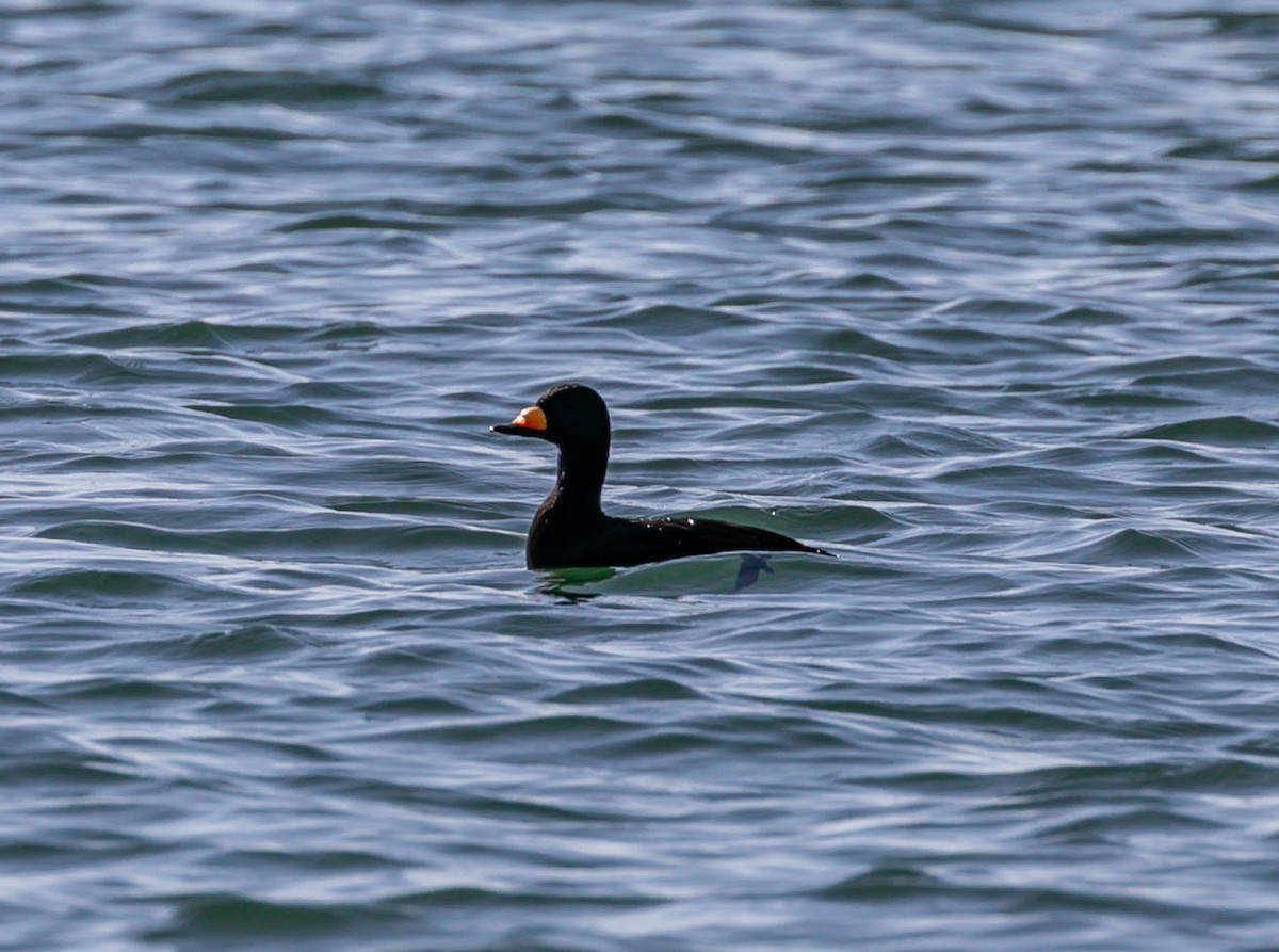Black Scoter - ML645036636