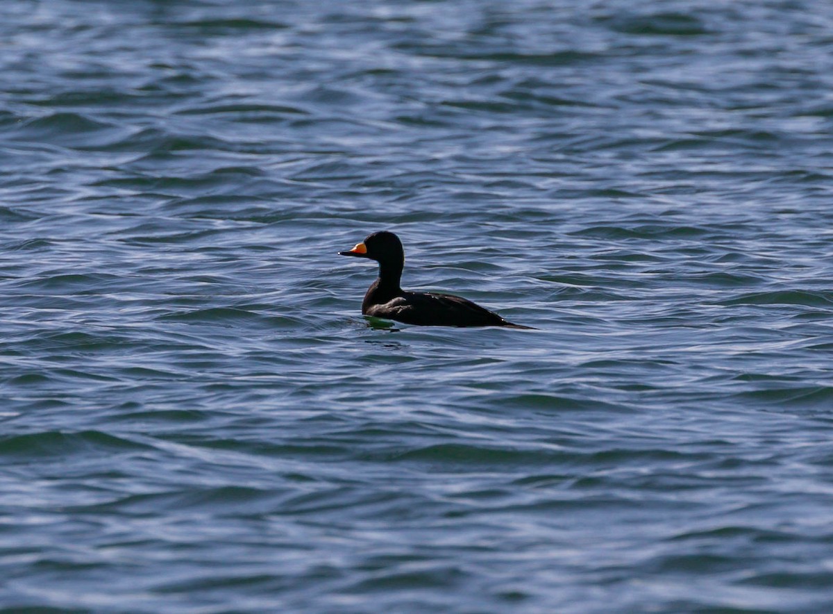 Black Scoter - ML645036637