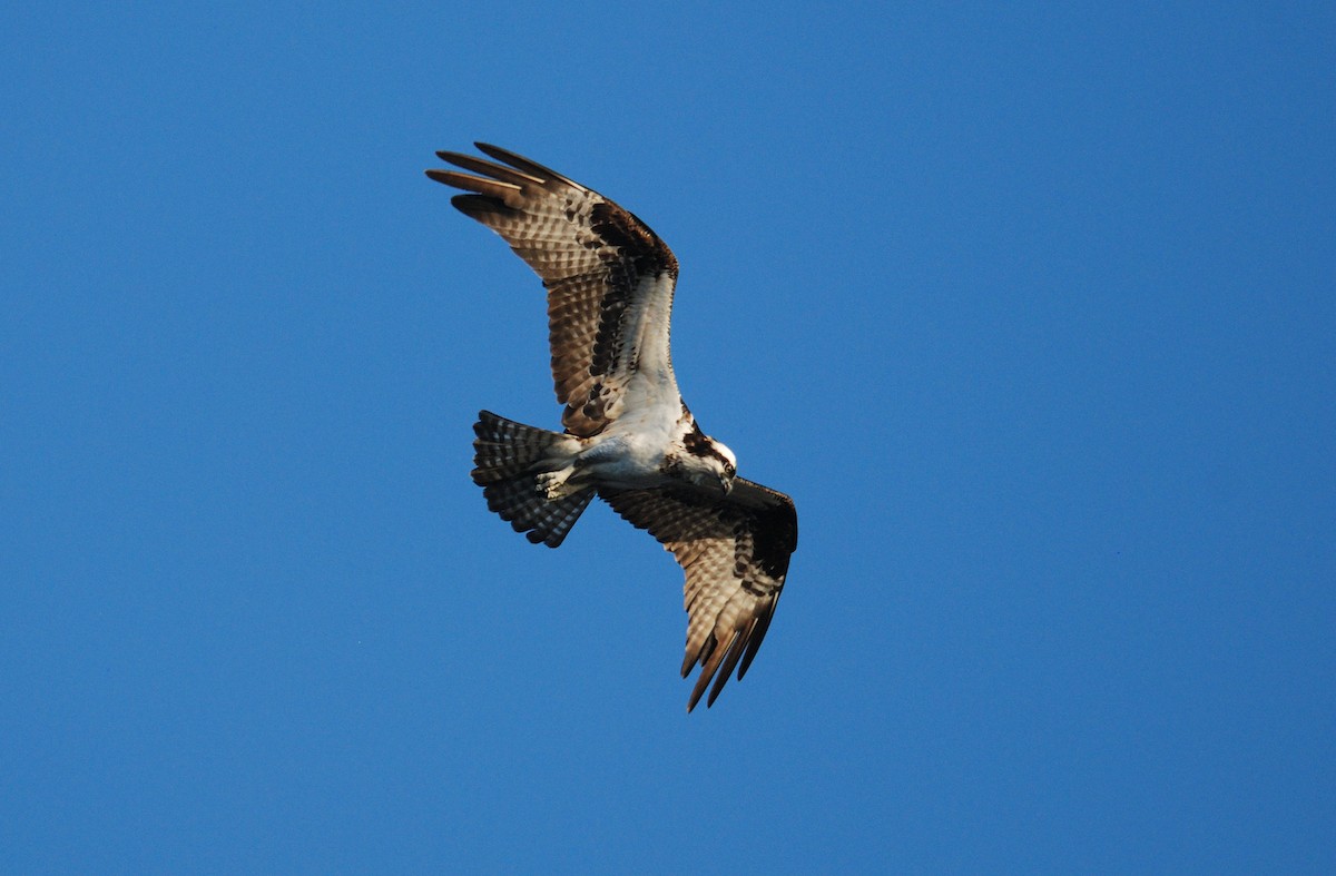 Osprey - ML645036640