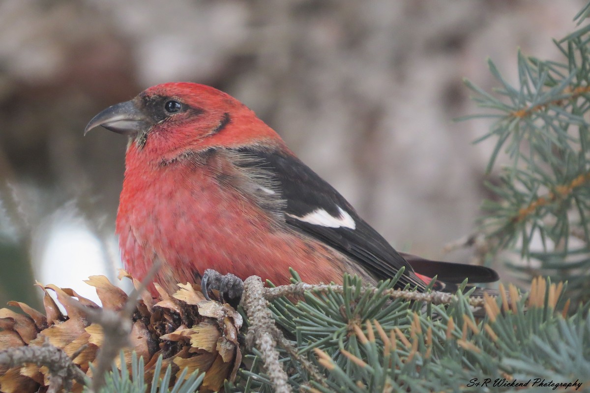 båndkorsnebb - ML645036654