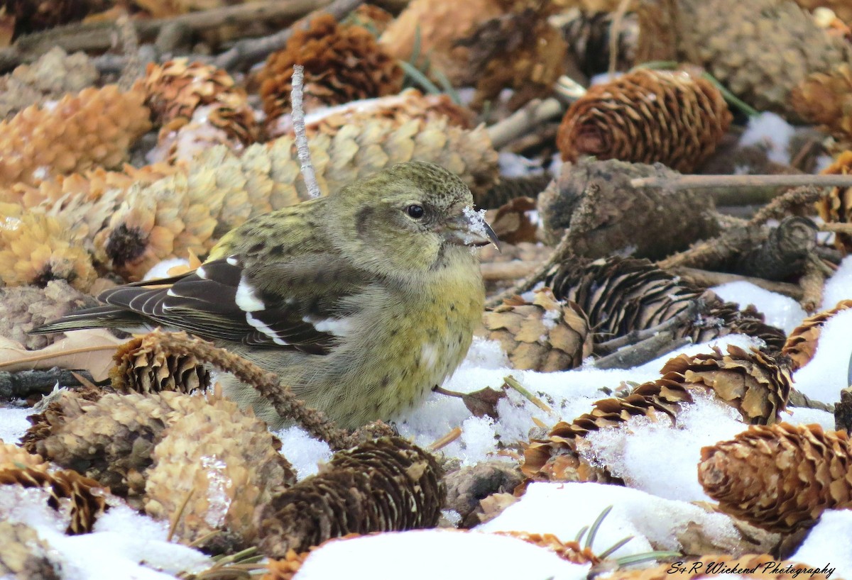 båndkorsnebb - ML645036657