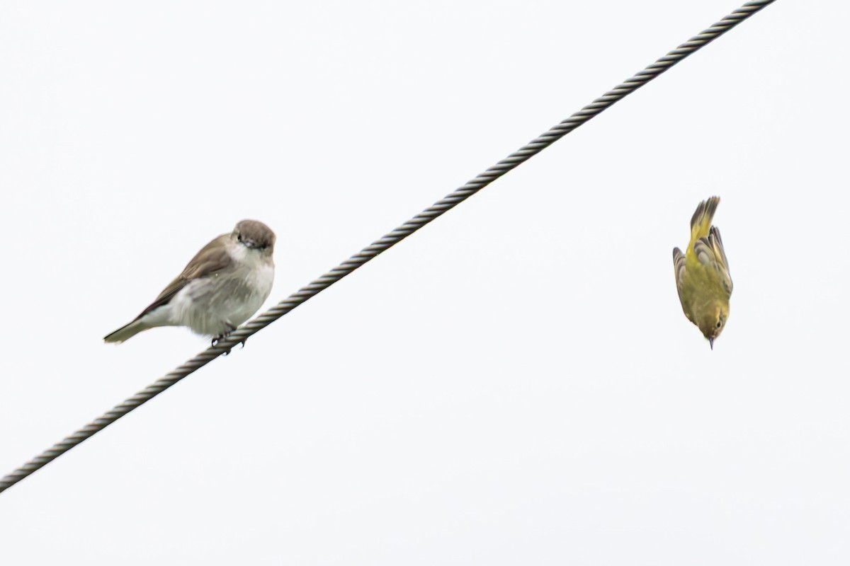 オジロオリーブヒタキ - ML645036658