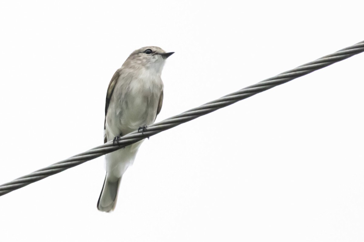 オジロオリーブヒタキ - ML645036660