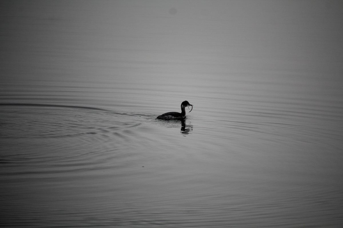 黑頸鸊鷉 - ML645036672