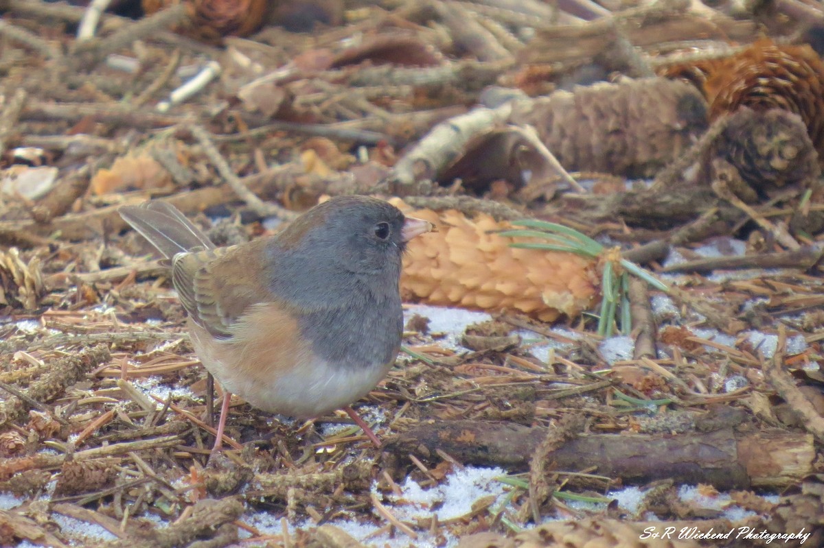 Dark-eyed Junco (Oregon) - ML645036676