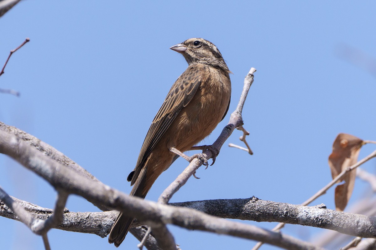 Cinnamon-breasted Bunting - ML645036692
