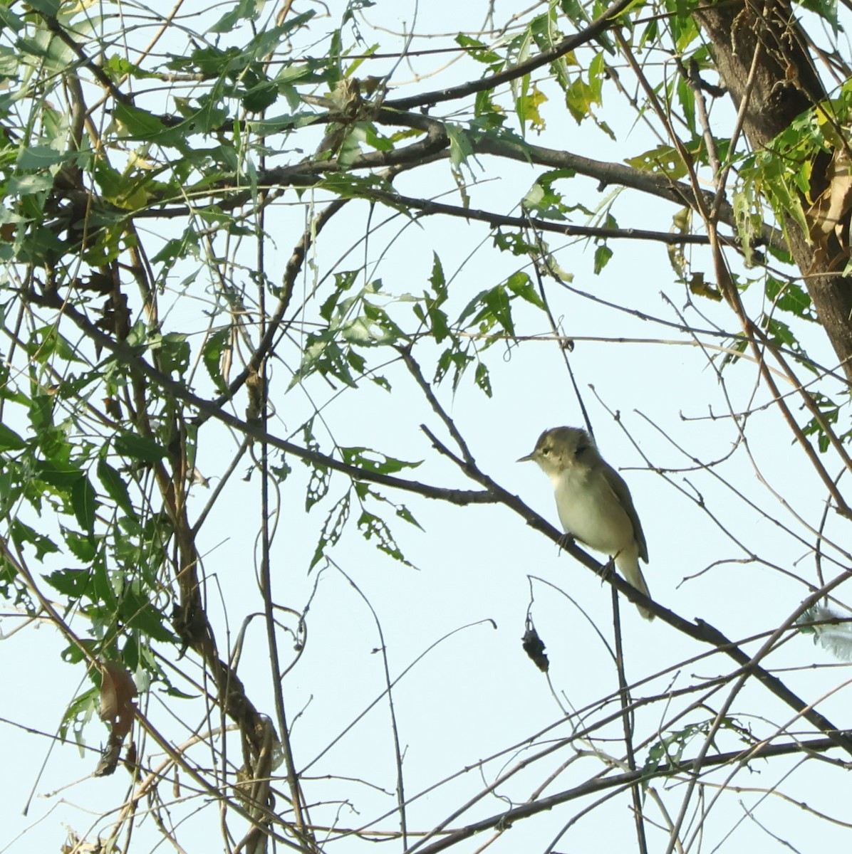 קנית אפריקנית - ML645036695