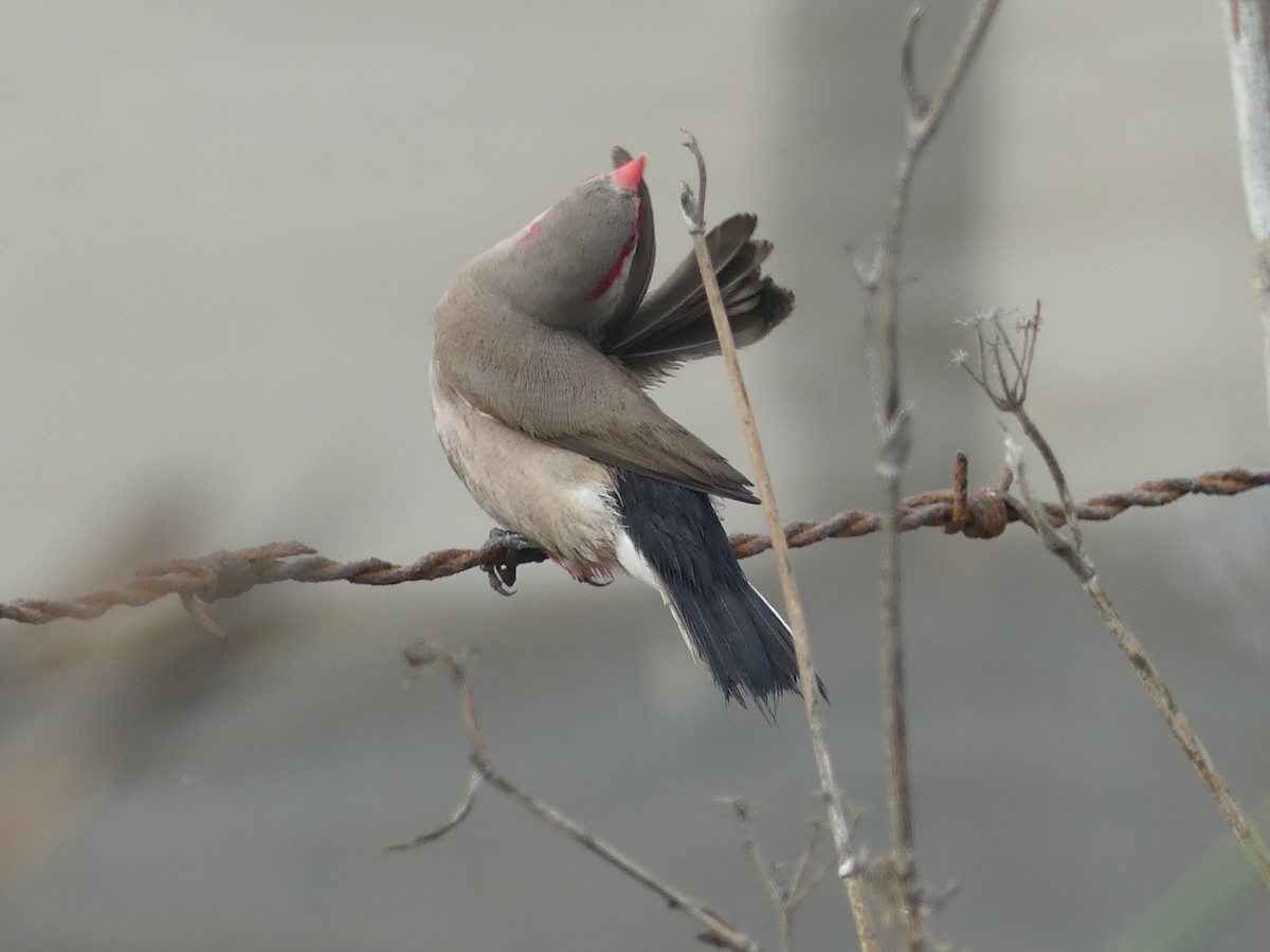 Black-rumped Waxbill - ML645036696