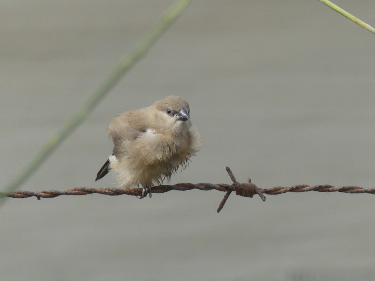 Black-rumped Waxbill - ML645036697