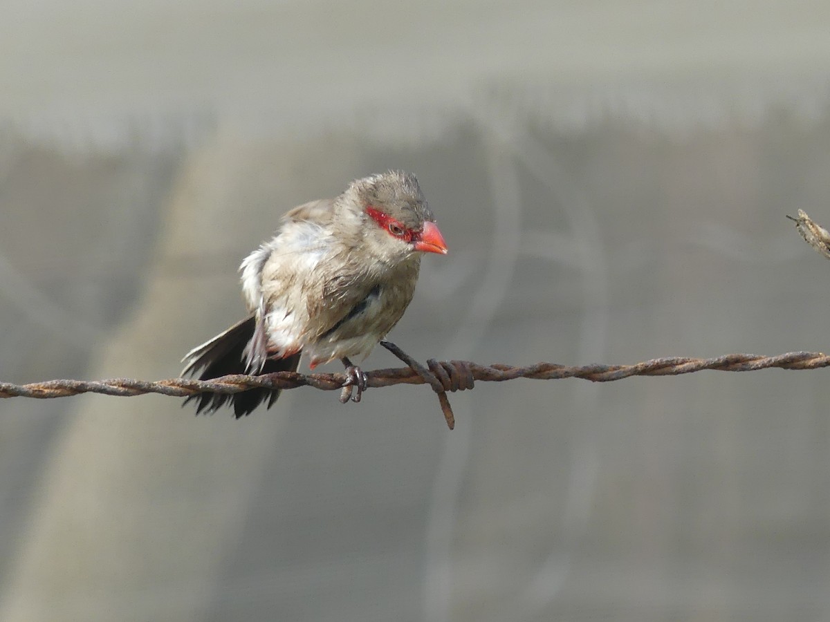 Black-rumped Waxbill - ML645036702