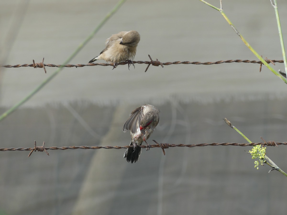 Black-rumped Waxbill - ML645036704
