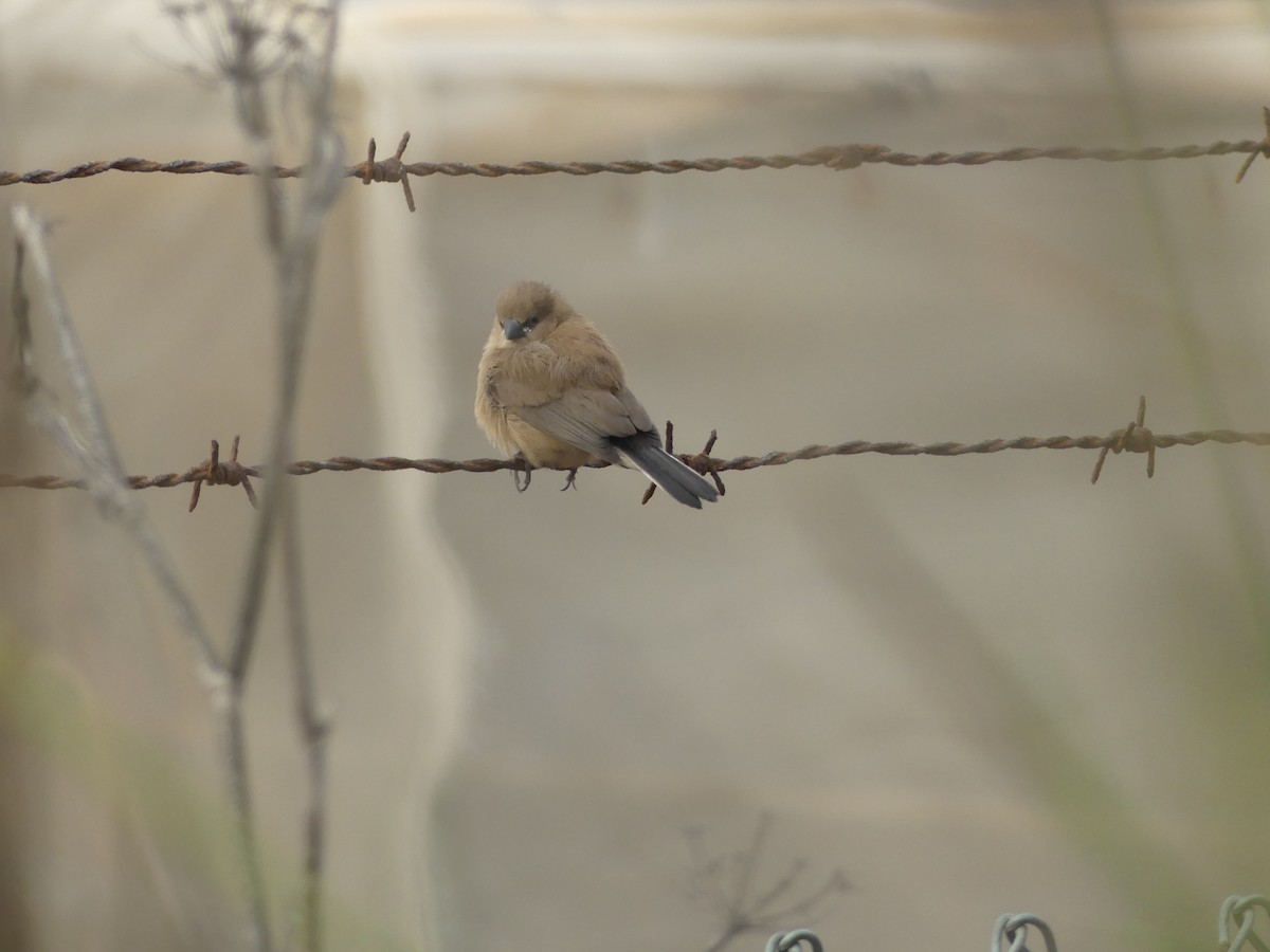 Black-rumped Waxbill - ML645036705