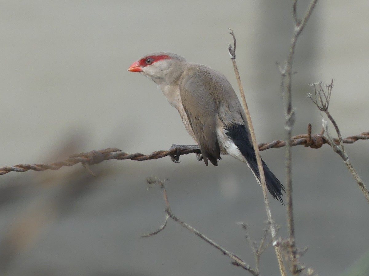 Black-rumped Waxbill - ML645036708