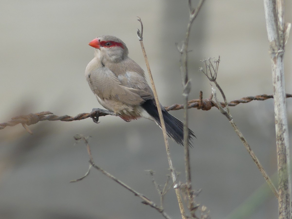 Black-rumped Waxbill - ML645036709