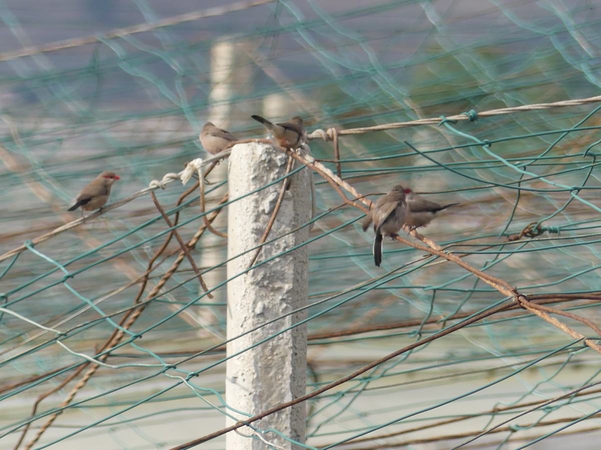 Black-rumped Waxbill - ML645036710