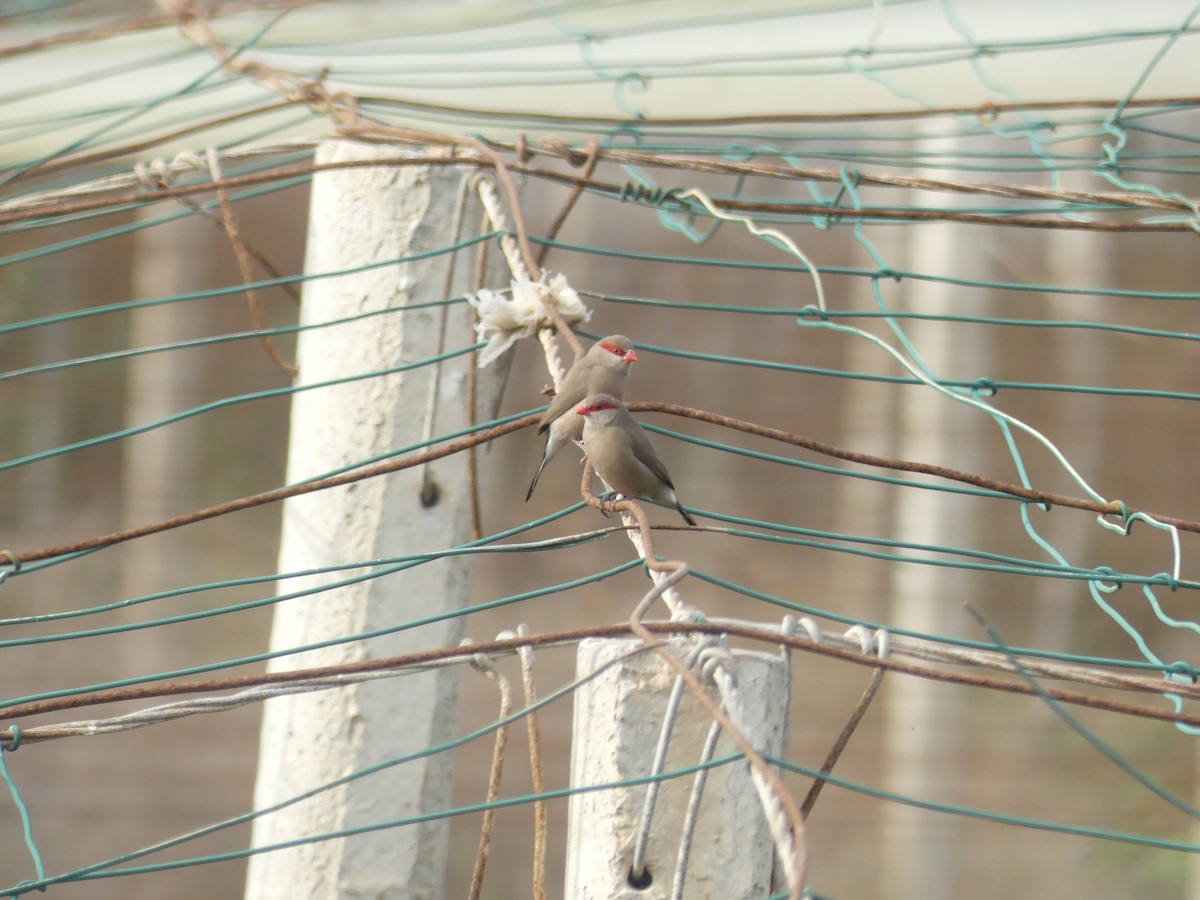 Black-rumped Waxbill - ML645036711