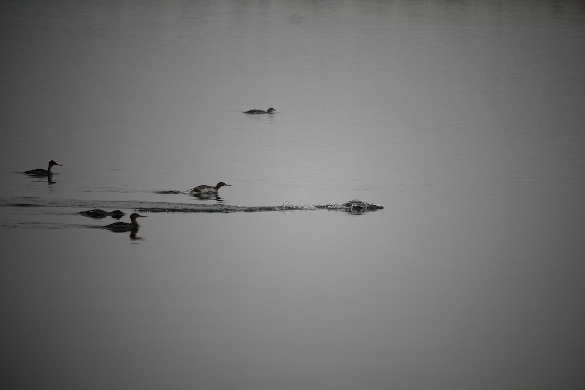 Smergo minore - ML645036715