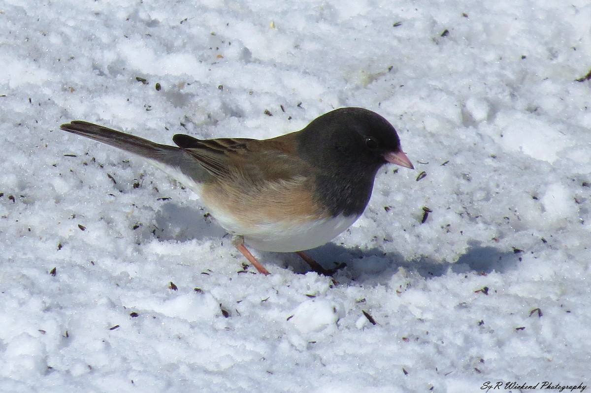 Dark-eyed Junco (Oregon) - ML645036716