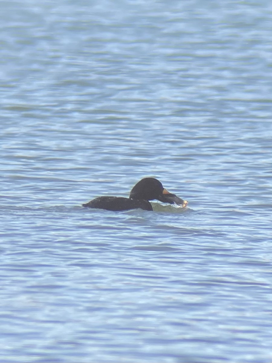 Black Scoter - ML645036720