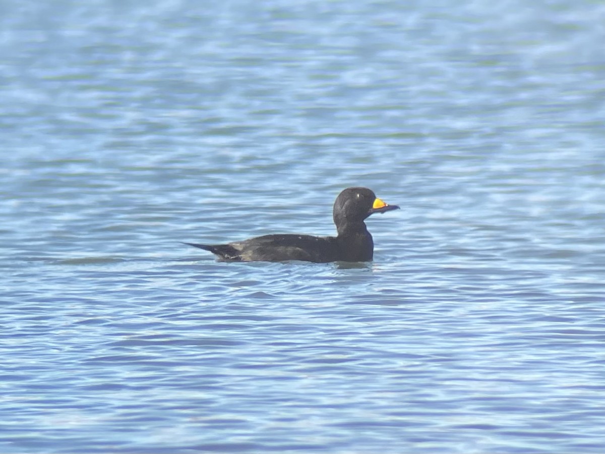 Black Scoter - ML645036721